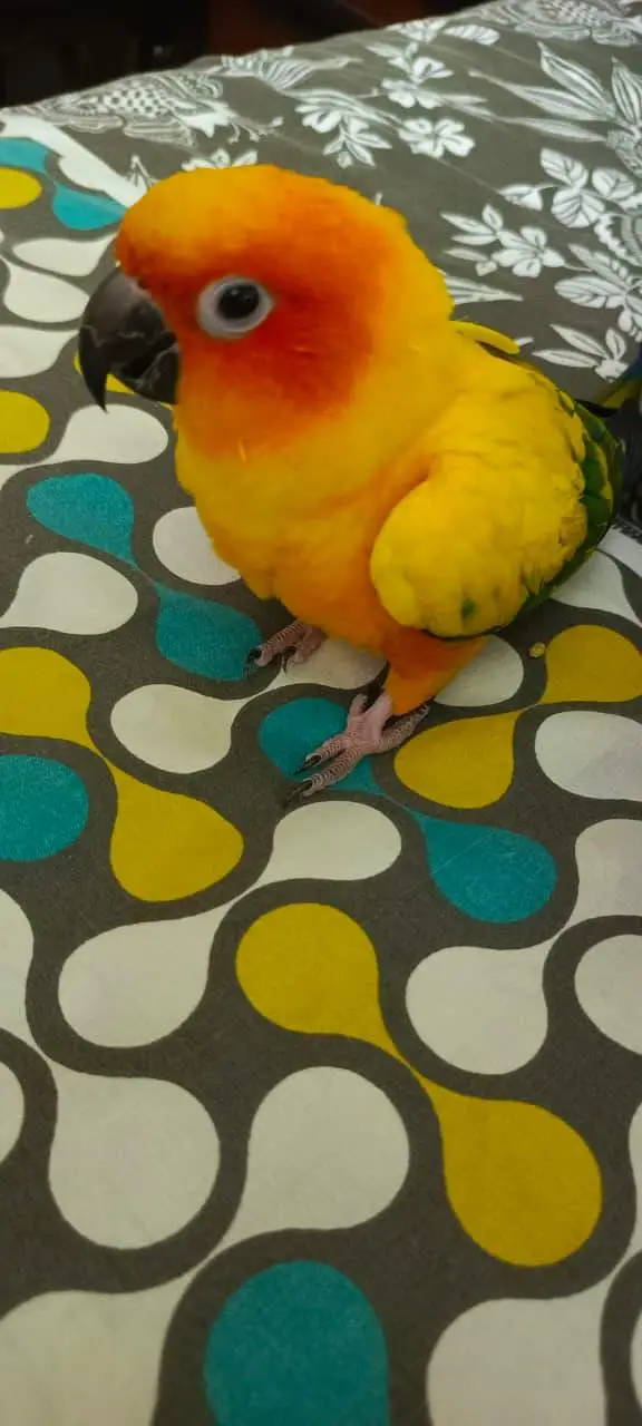 Handtame Sunconure male — photo 7