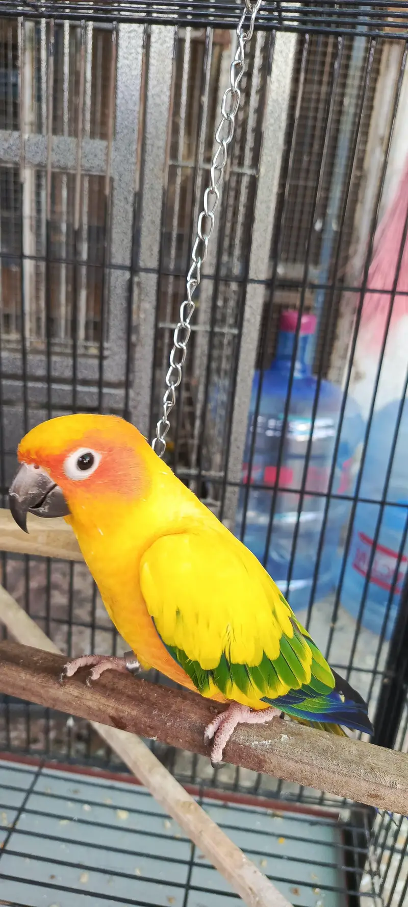 Handtame Sunconure male — photo 8