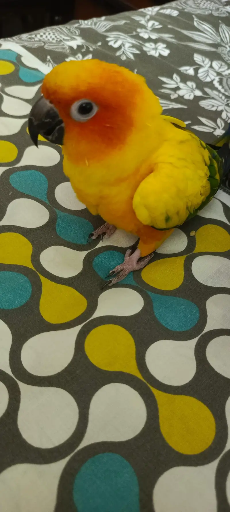 Handtame Sunconure male — photo 9