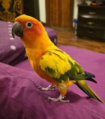 Handtame Sunconure male