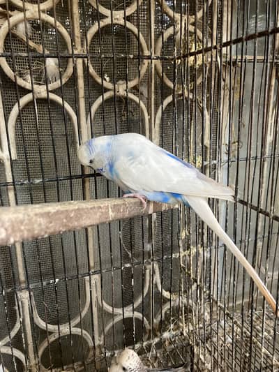 Show quality exhibition pair for sale