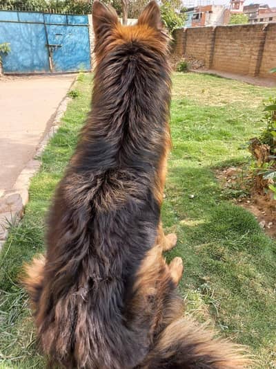 German Shepherd GSD puppies