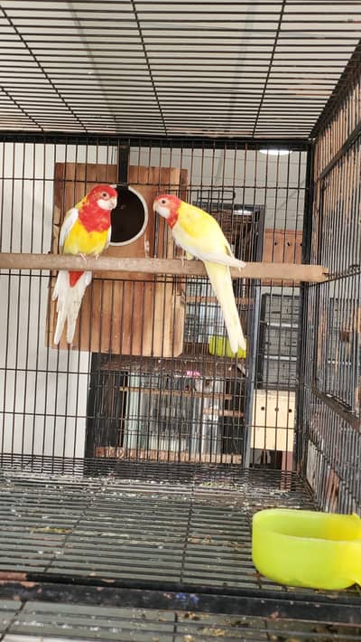 Mealy Head Rosella & Lutino Rosella Pair for Sale – Healthy Premium B