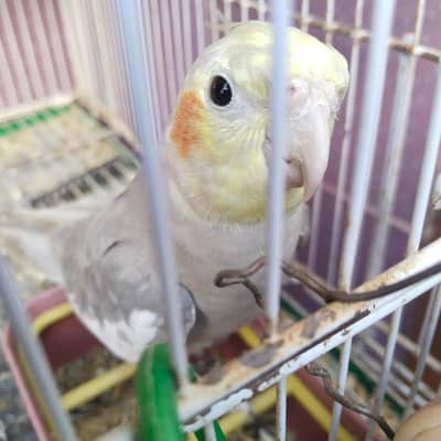 Cockatiel