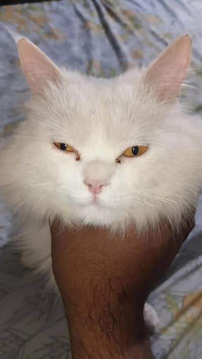 WHITE PERSIAN CAT FOR SALE
