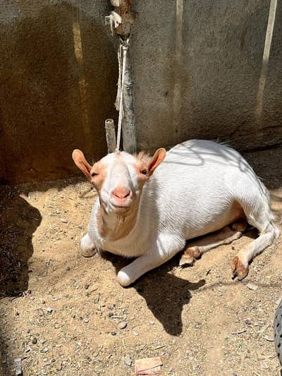 Qurbani ka Bakra- Goat- Do Daat | Kajla | Sheep | Chatra 0331-2808410