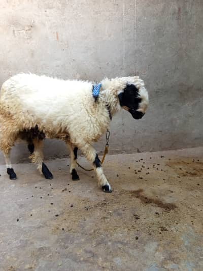 Makhi cheeni breeder Male/Mundra Chatra