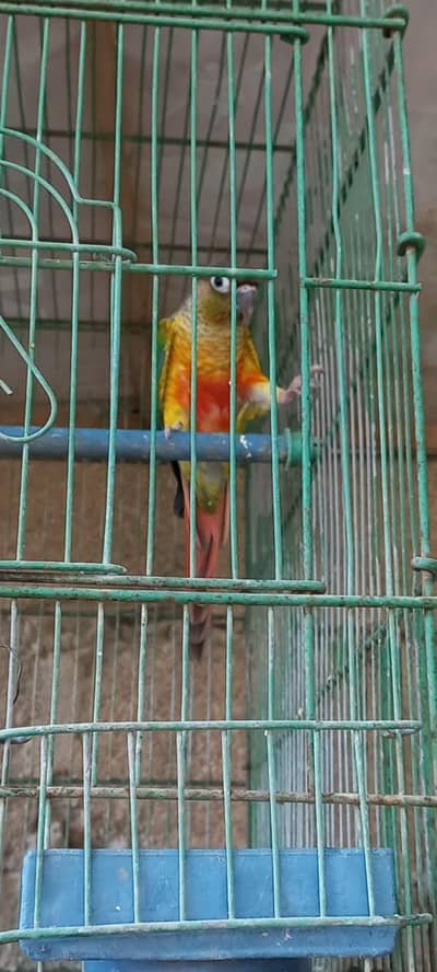 Colorfull Conure gender not confirm  and fellow cocktail