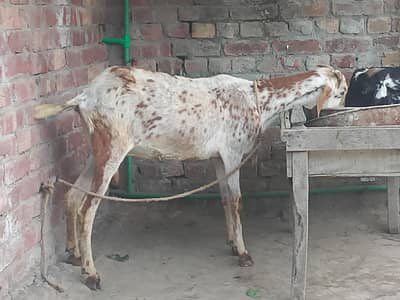 pregnant goat