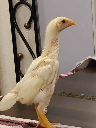 White O Shamo German Breed Pure Blood Line