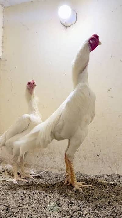 White O Shamo German Breed Pure Blood Line