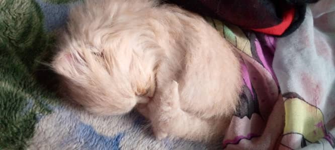 Ginger male kitten Persian triple coated
