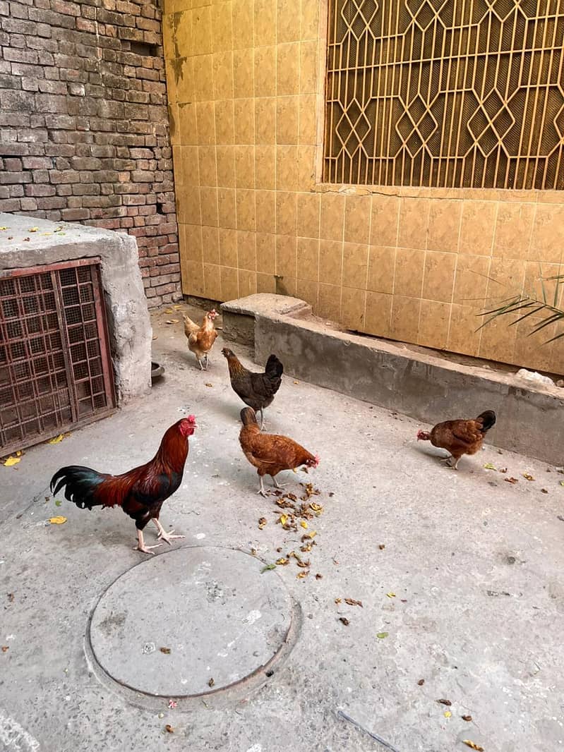 desi hens 0