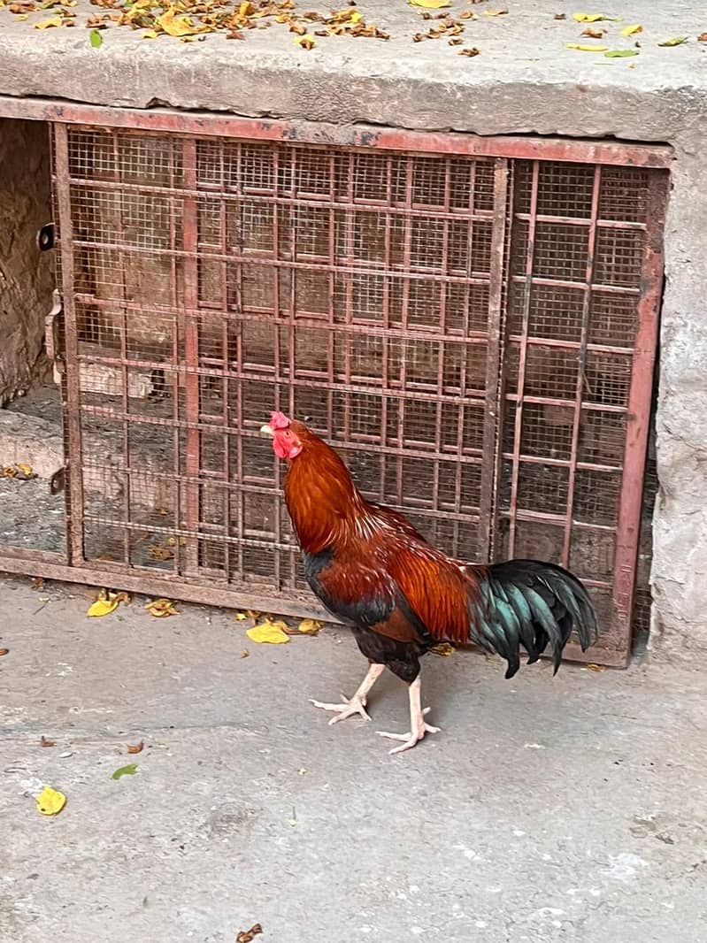 desi hens 1