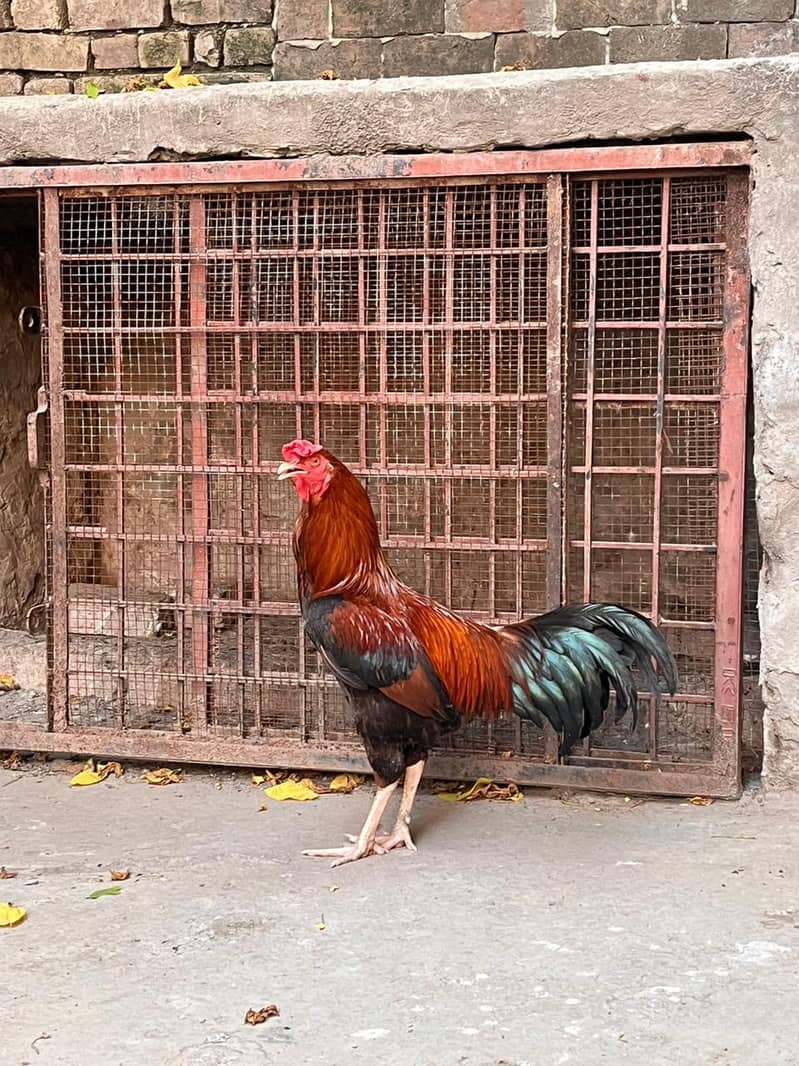 desi hens 2