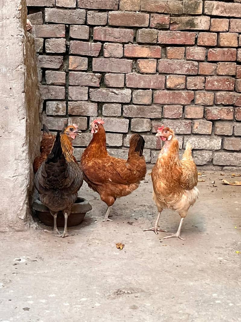 desi hens 3