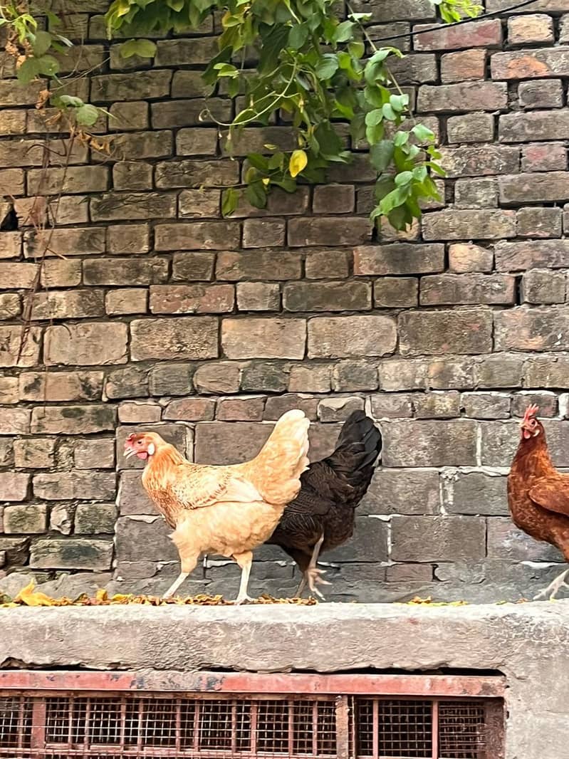 desi hens 4