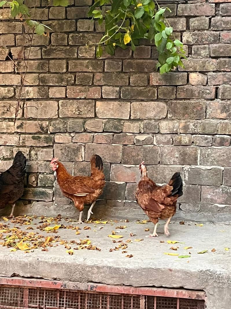 desi hens 5