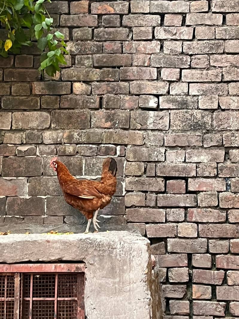 desi hens 6