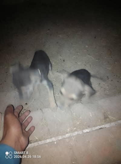 01 gultair dog 01 pair pagyari pair