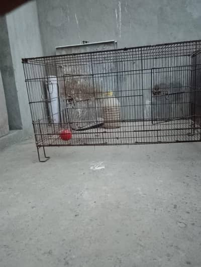 love birds Cage