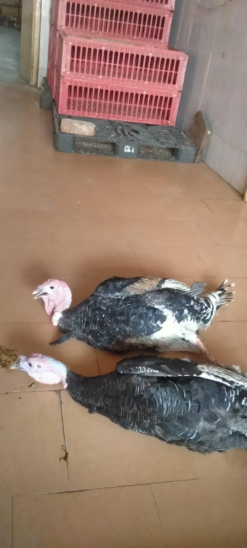 Turkey 0