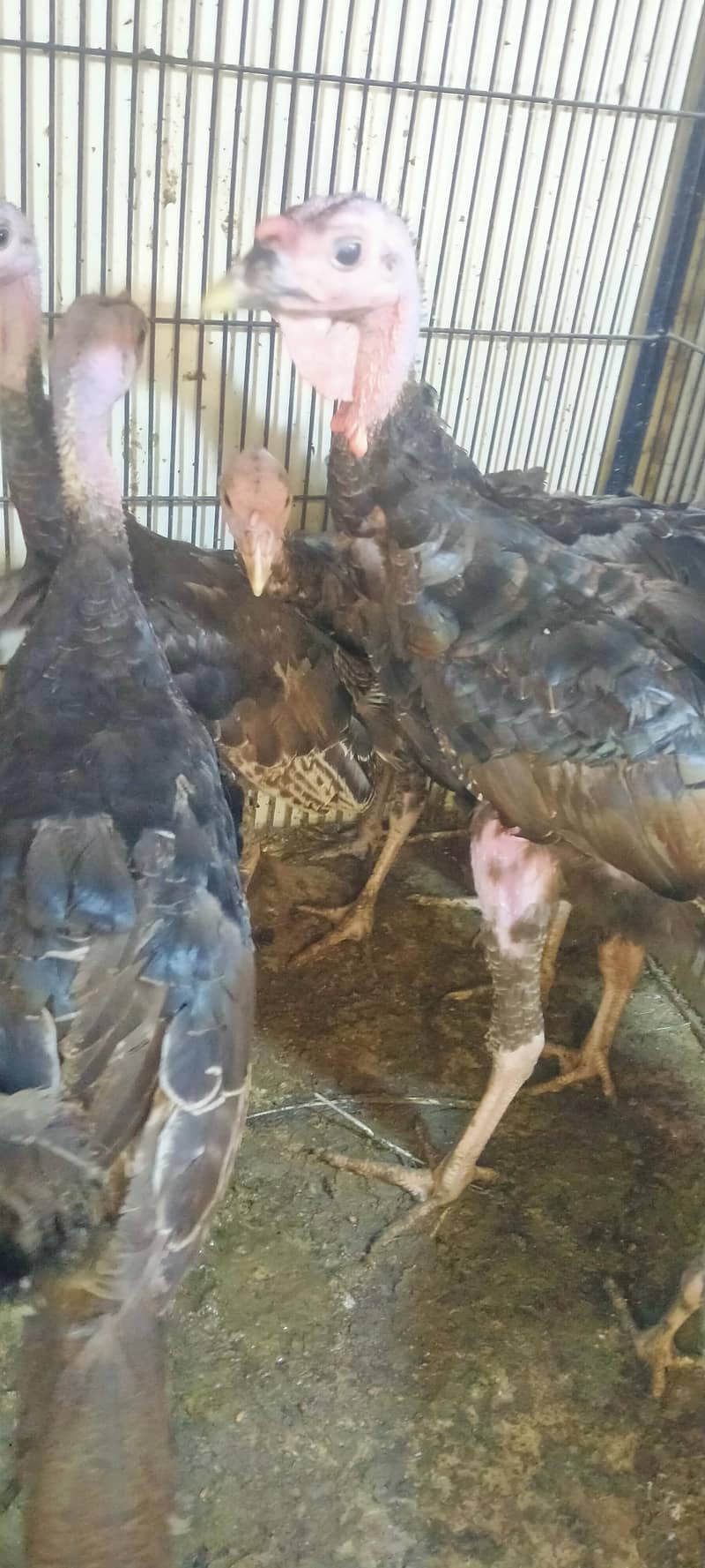 Turkey 1