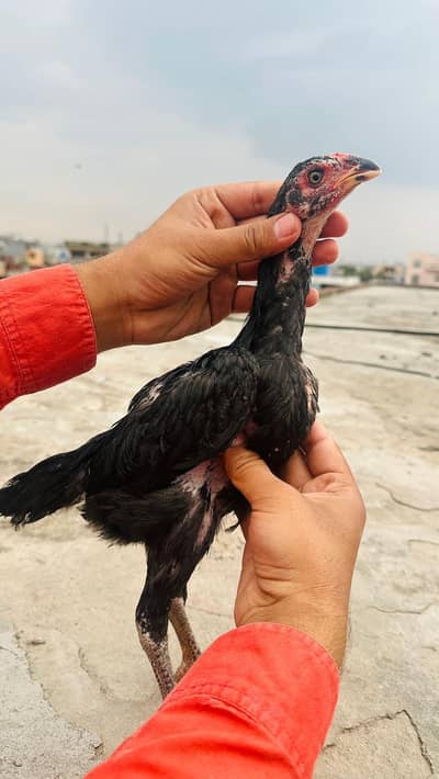 Extreme Quality Shamo Chicks Patha Murga Murgi hen 03098573144