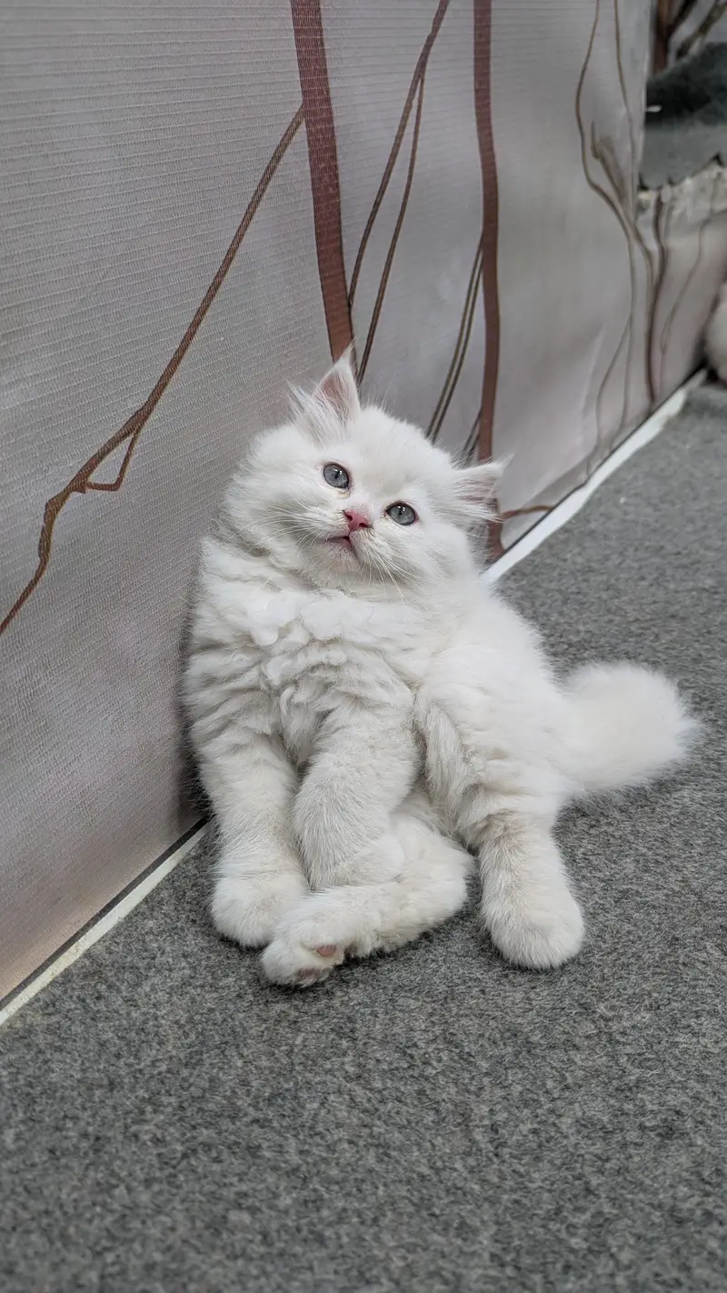 cash on delivery available Persian Punch face triple coat cat Kitten