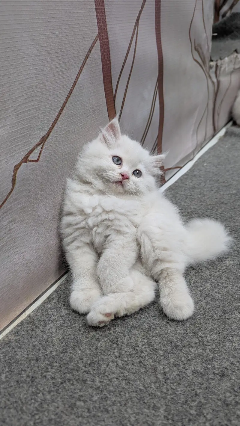 cash on delivery available Persian Punch face triple coat cat Kitten — photo 2
