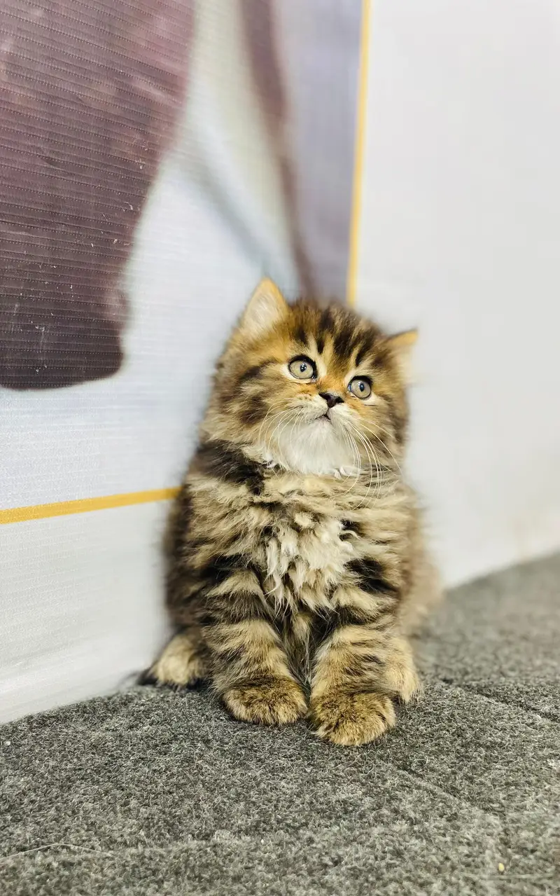 cash on delivery available Persian Punch face triple coat cat Kitten — photo 3