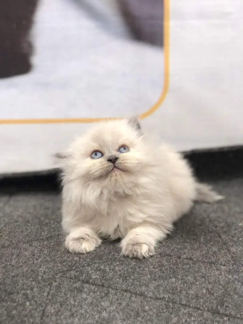 cash on delivery available Persian Punch face triple coat cat Kitten — photo 4