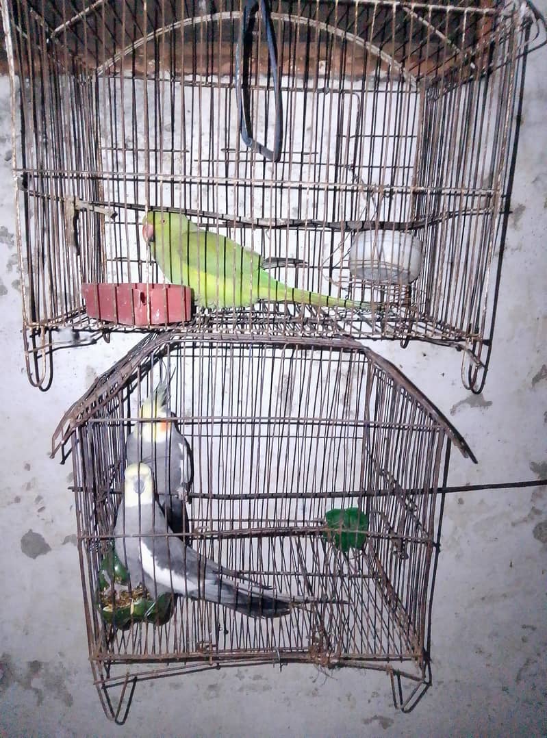 sel murga 1
