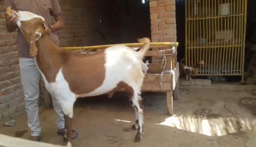 Goat | rajan puri cross | بکرا