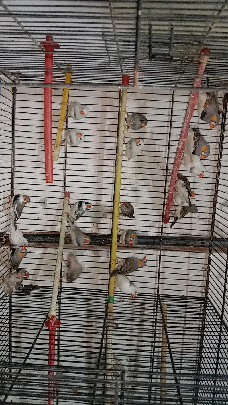 zebra finches,and love birds for urgent sale