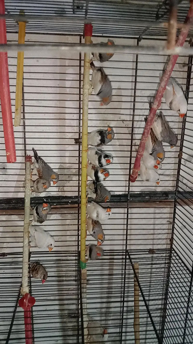 zebra finches,and love birds for urgent sale — photo 2