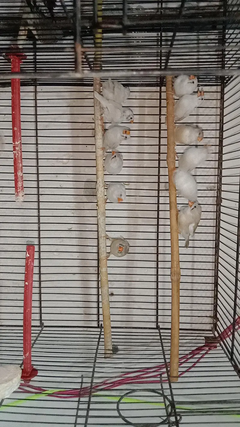 zebra finches,and love birds for urgent sale — photo 3