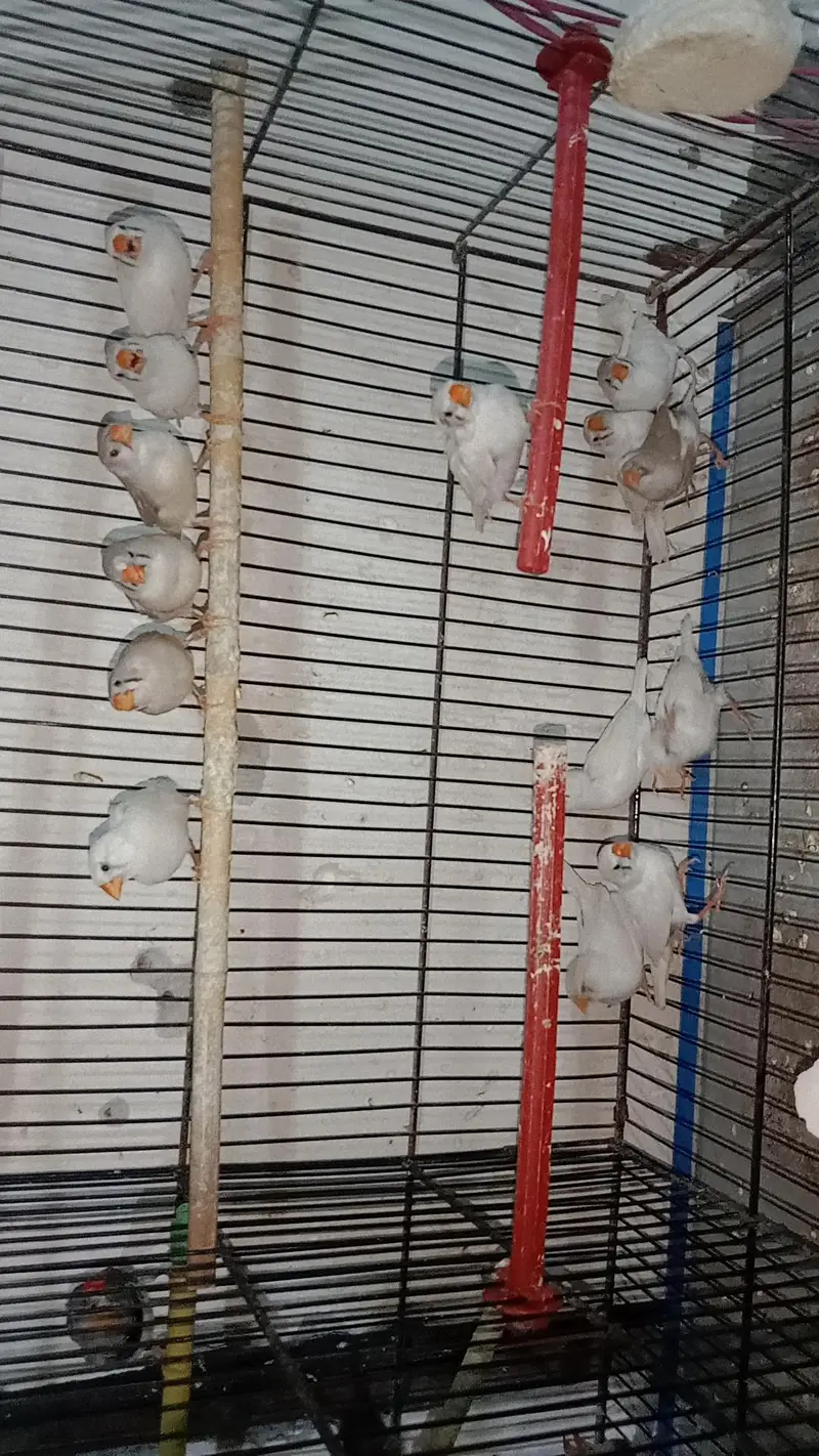 zebra finches,and love birds for urgent sale — photo 4