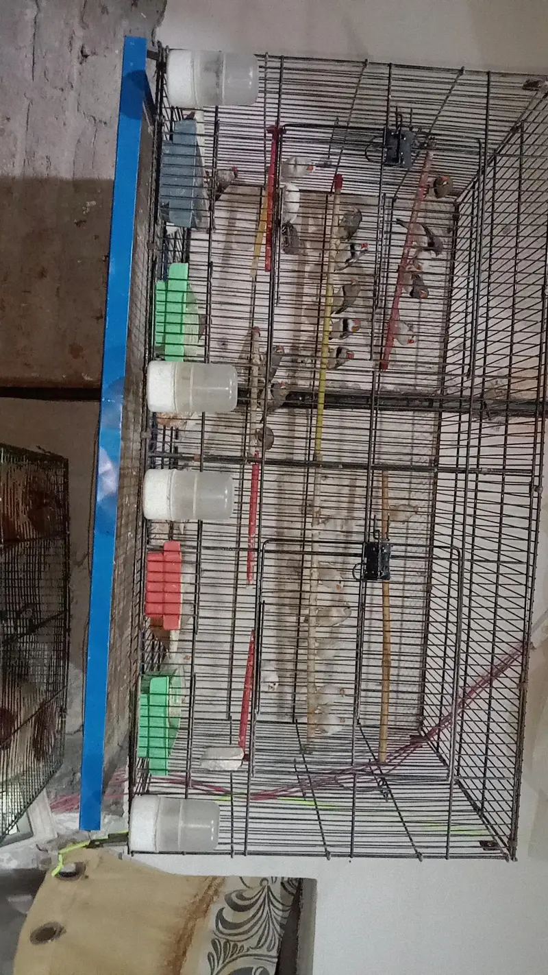 zebra finches,and love birds for urgent sale — photo 5