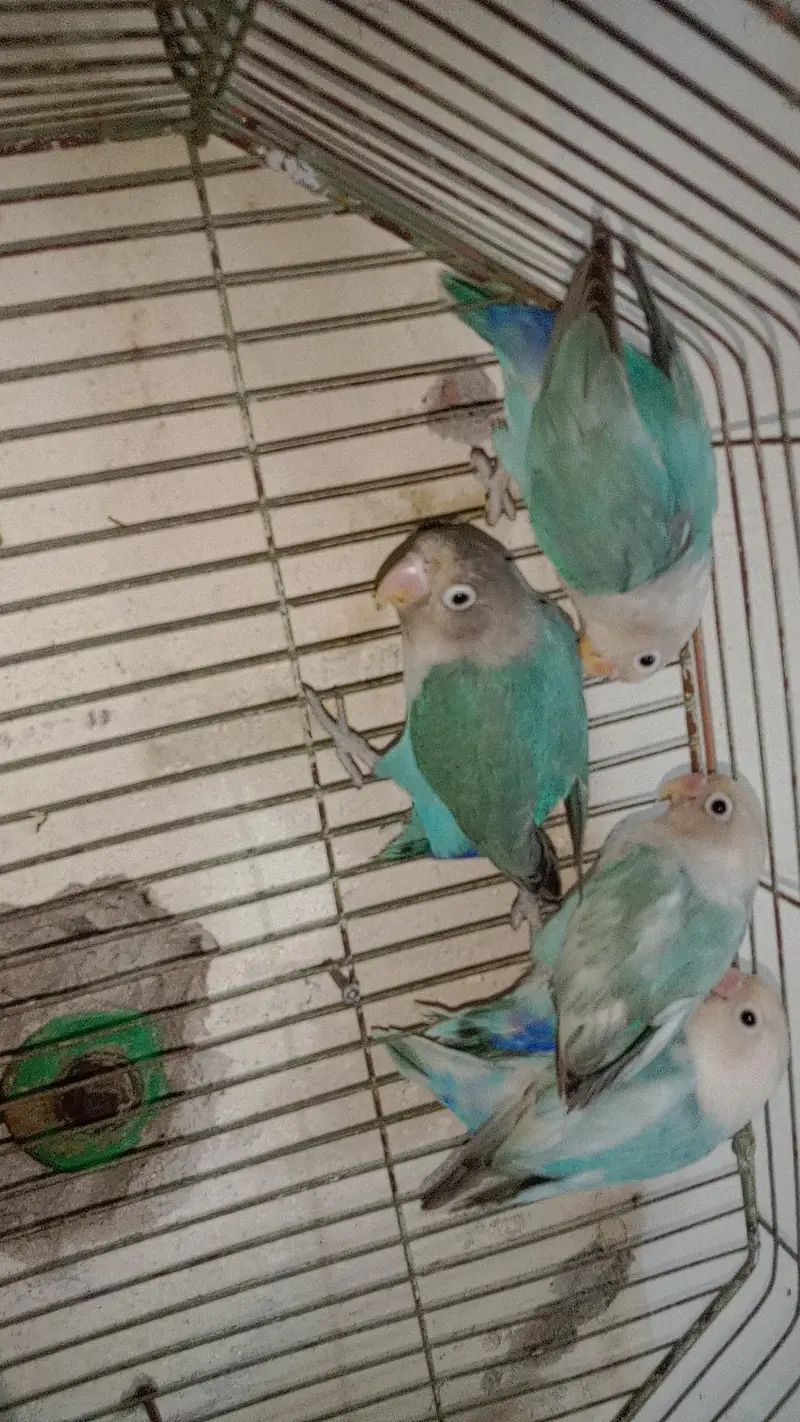 zebra finches,and love birds for urgent sale — photo 6