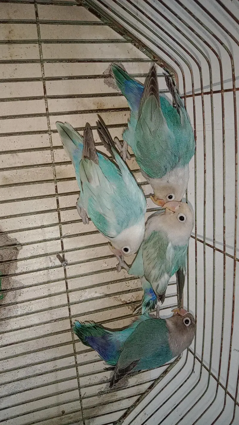 zebra finches,and love birds for urgent sale — photo 7