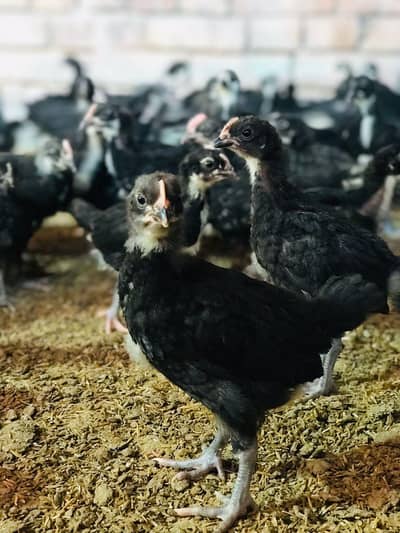 Australorp chicks Healthy active 1 Day old 3 days old 45 days old
