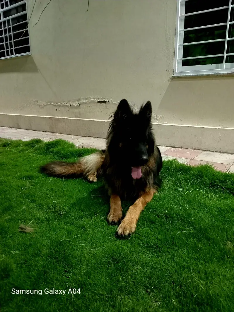 German shephard top quality