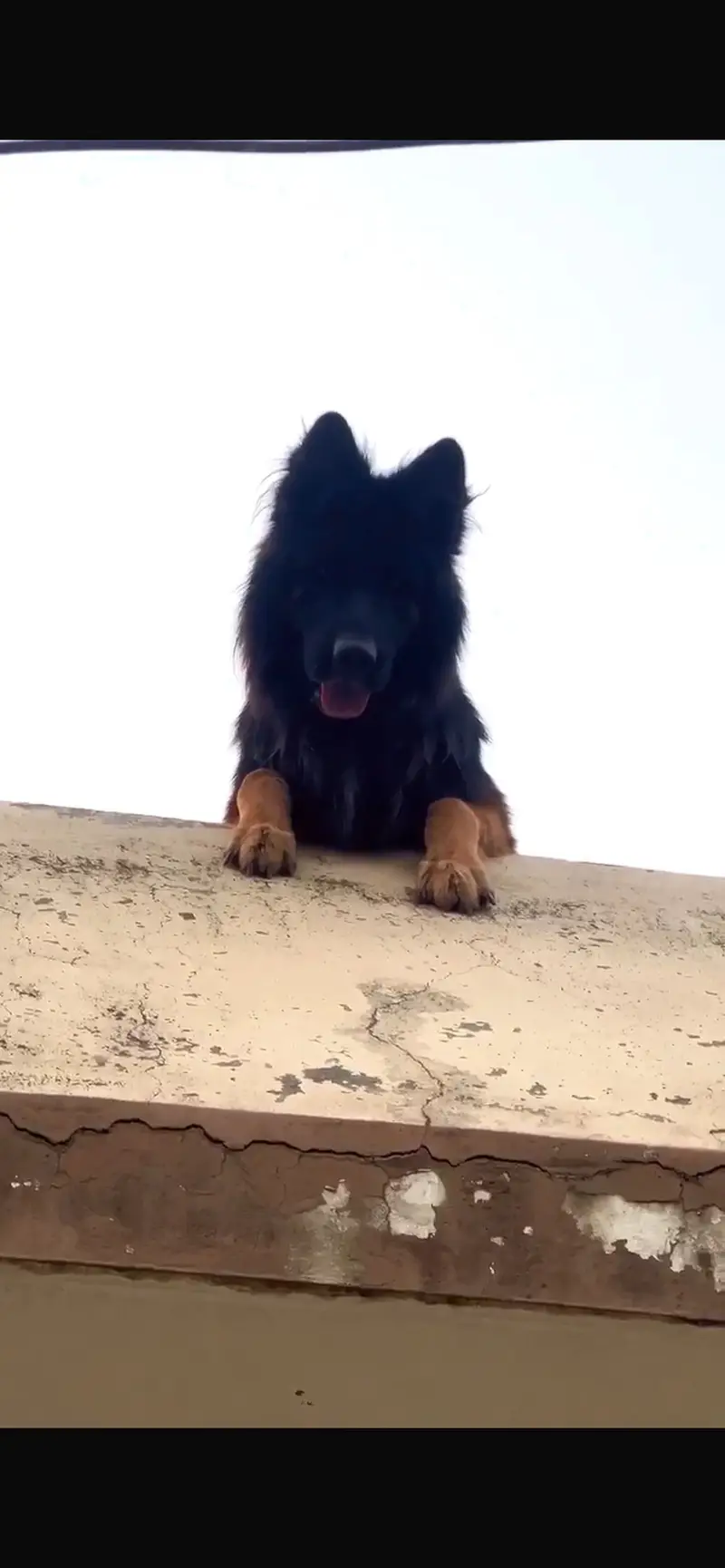 German shephard top quality — photo 2