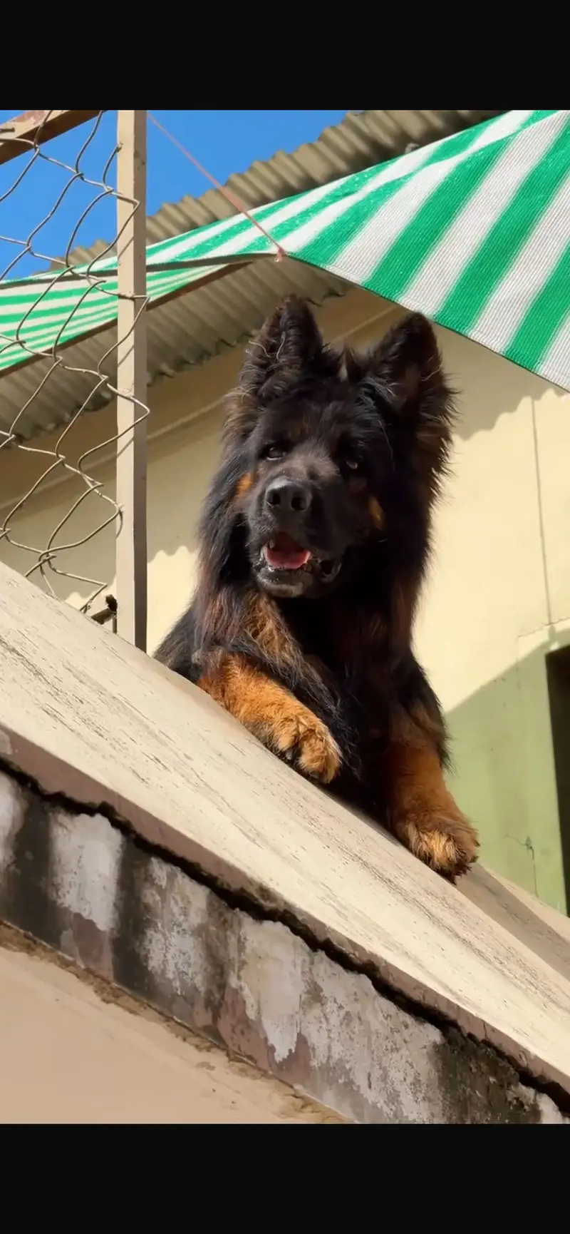 German shephard top quality — photo 3