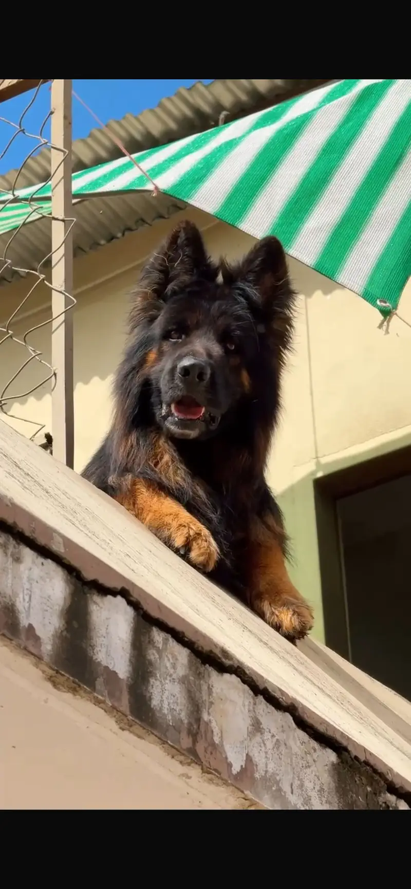 German shephard top quality — photo 4