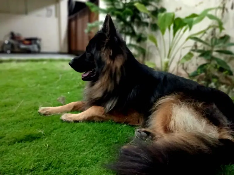 German shephard top quality — photo 5