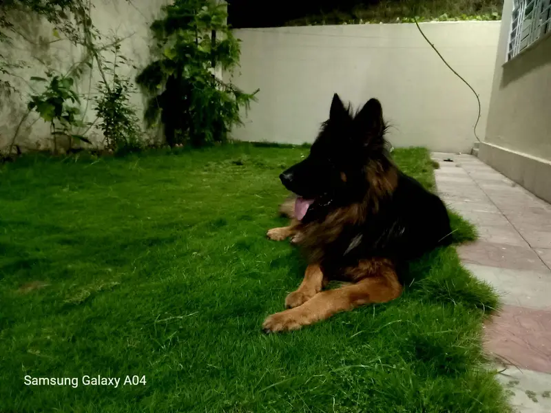 German shephard top quality — photo 6