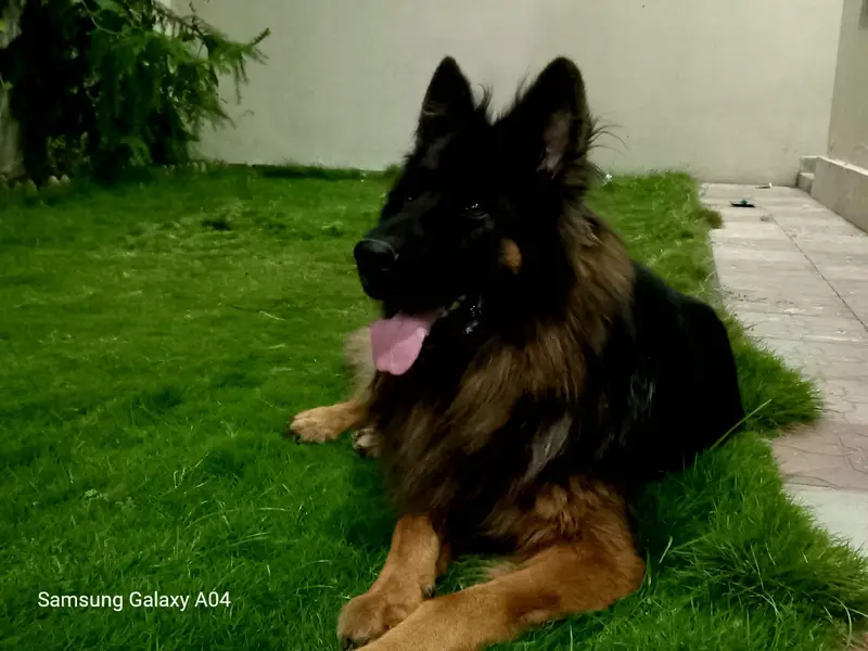 German shephard top quality — photo 7