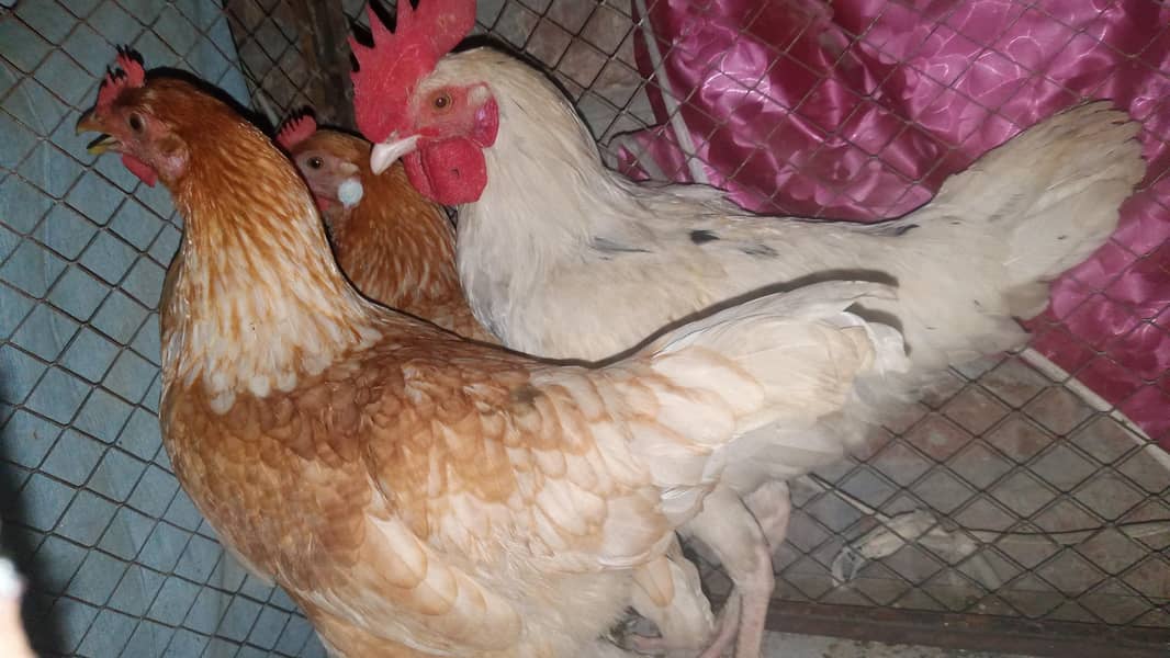 3Hens 0